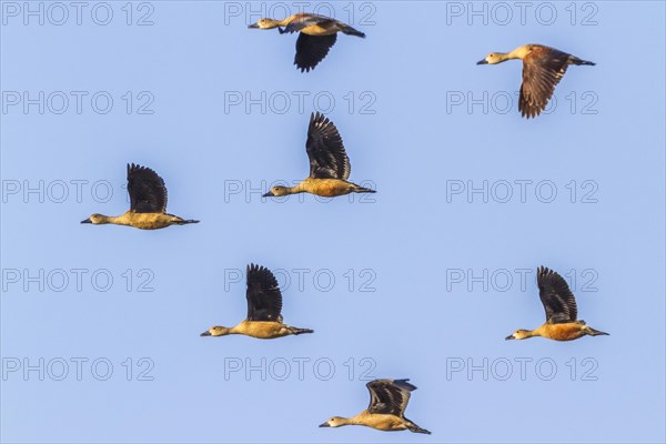 Group of Lesser Whistling Ducks (Dendrocygna javanica) in flight