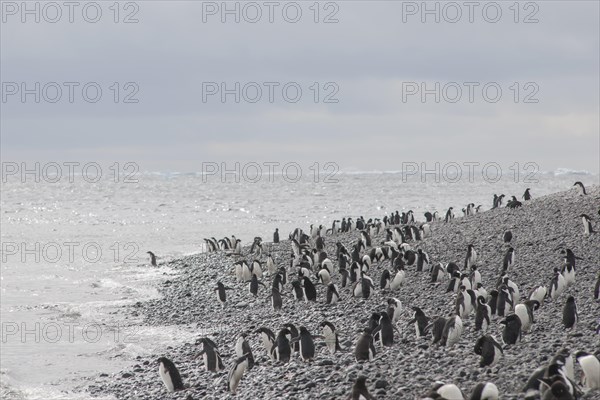 Adelie Penguins (Pygoscelis adeliae)