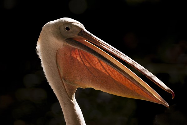 Great White Pelican (Pelecanus onocrotalus)