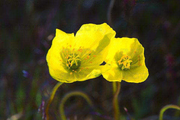 Arctic poppy (Papaver radicatum)