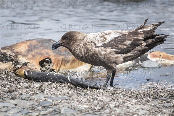 South Polar Skua (Stercorarius maccormicki) feeding on the carcass of an Antarctic Fur Seal (Arctocephalus gazella)