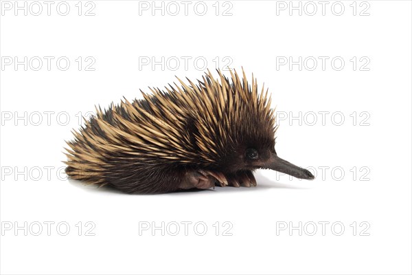 Short-beaked Echidna (Tachyglossus aculeatus)