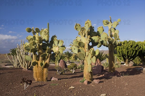 Cacti (Cactaceae) in Las Playitas