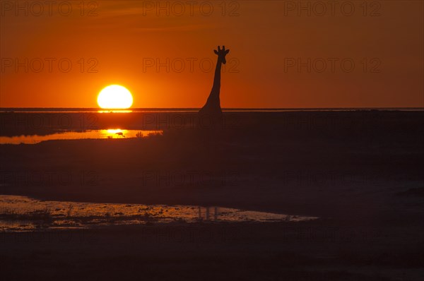 Giraffe (Giraffa camelopardalis) at sunset