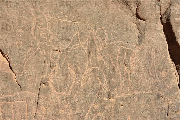 Rock engraving of a cow