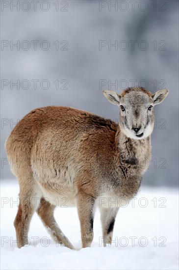 European Mouflon (Ovis orientalis musimon)