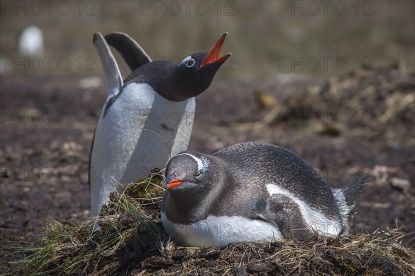 Gentoo penguins (Pygoscelis papua) breeding on the nest