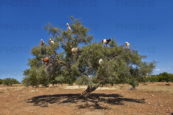 Goats feeding on argan nuts in an argan tree