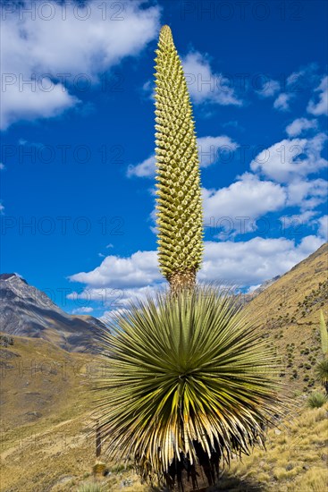 Queen of the Andes or Giant Bromeliad (Puya raimondii)