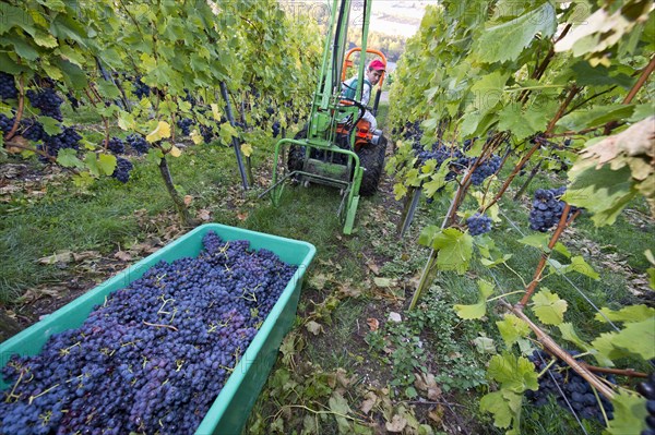 A small tractor is taking harvested grapes out of a vineyard