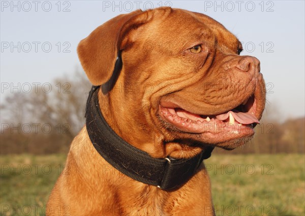 Dogue de Bordeaux or Bordeaux Mastiff