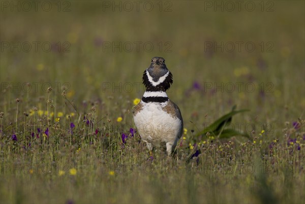 Little Bustard (Tetrax tetrax)