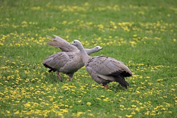 Cape Barren goose (Cereopsis novaehollandiae)