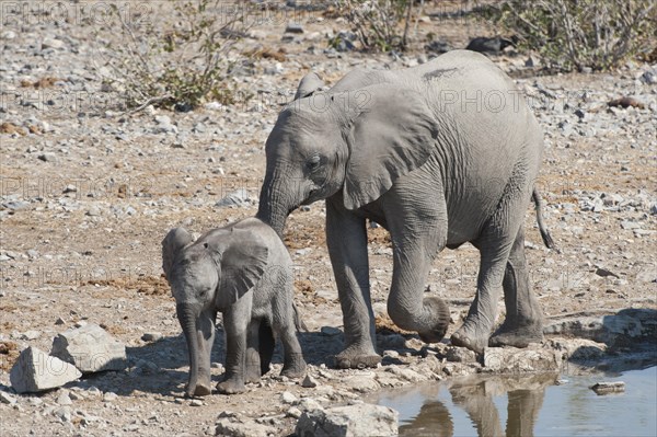 African Elephants (Loxodonta africana)