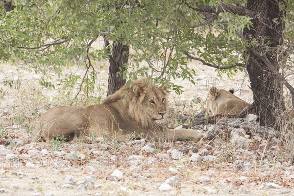 Lion (Panthera leo)