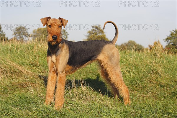 Airedale terrier