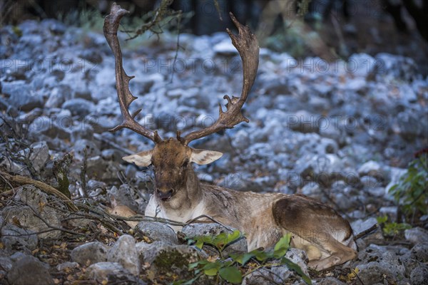 Fallow deer (Dama dama)