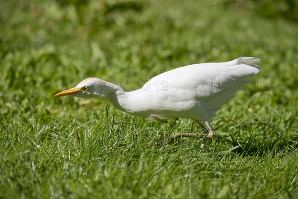 Cattle Egret (Bubulcus ibis) foraging