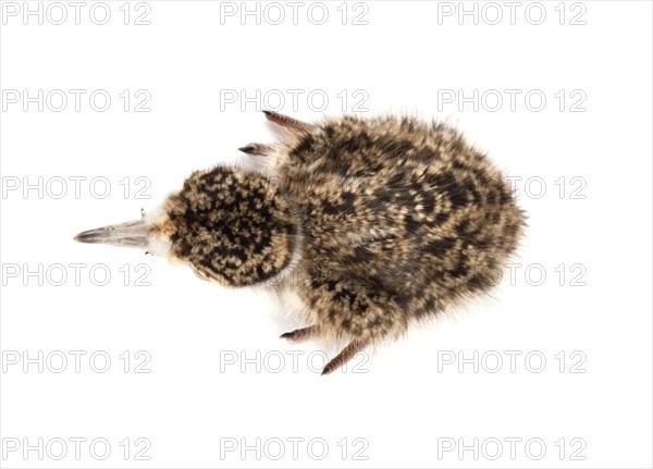 Spur-winged Lapwing or Spur-winged Plover (Vanellus spinosus) chick