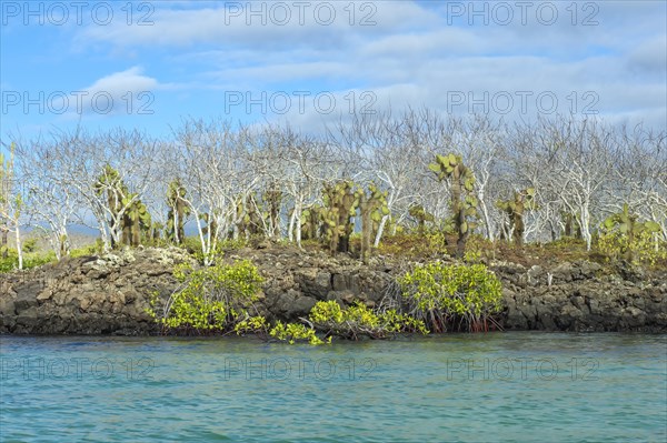 Palo Santo trees (Bursera graveolens)