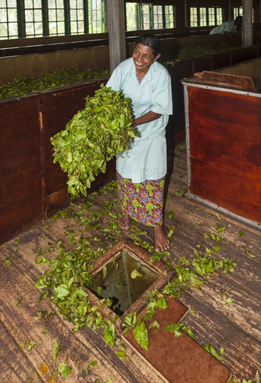 Woman dropping tea leaves into a hole for further processing