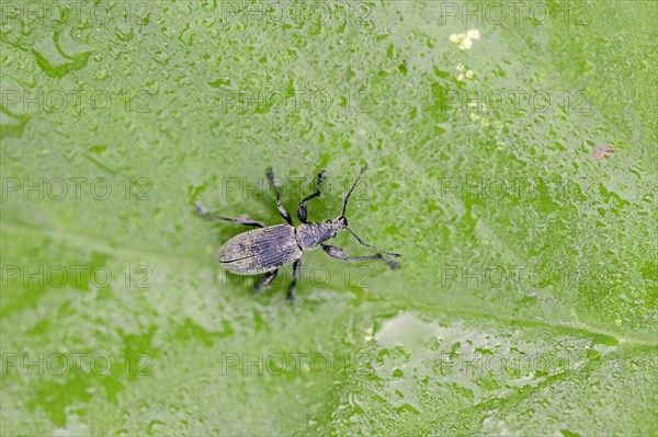 Glaucous Leaf Weevil (Phyllobius calcaratus)