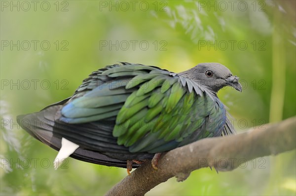 Nicobar Pigeon (Caloenas nicobarica)