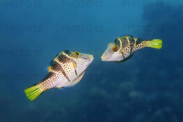 Valentinni's Sharpnose Puffer or Black Saddled Toby