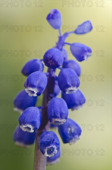 Grape Hyacinth (Muscari botryoides)