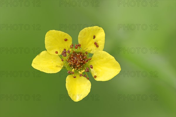 Wood Avens