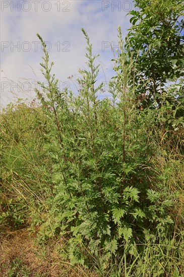 Mugwort (Artemisia vulgaris)