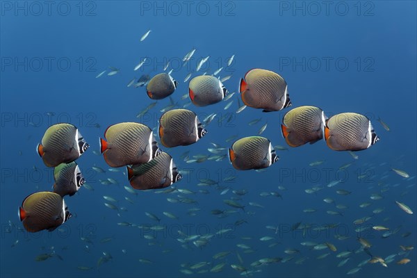 Shoal of Redtail Butterflyfish (Chaetodon collare)