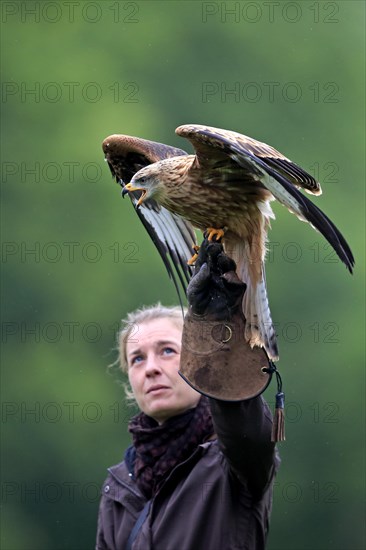 Falconer with Red Kite (Milvus milvus)