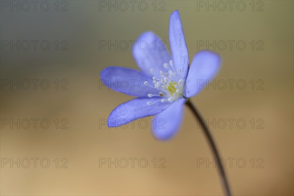 Hepatica