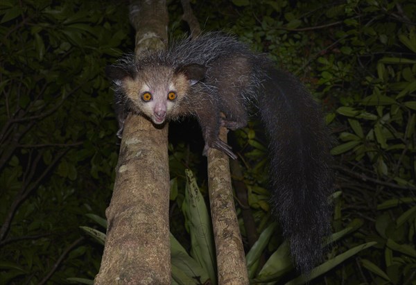 Aye-aye (Daubentonia madagascariensis)