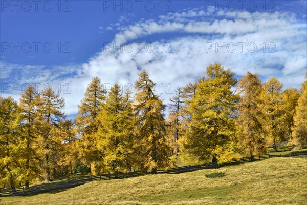 Larch forest (Larix) in autumn