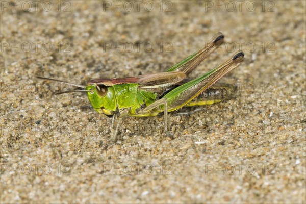 Meadow Grasshopper (Chorthippus parallelus)