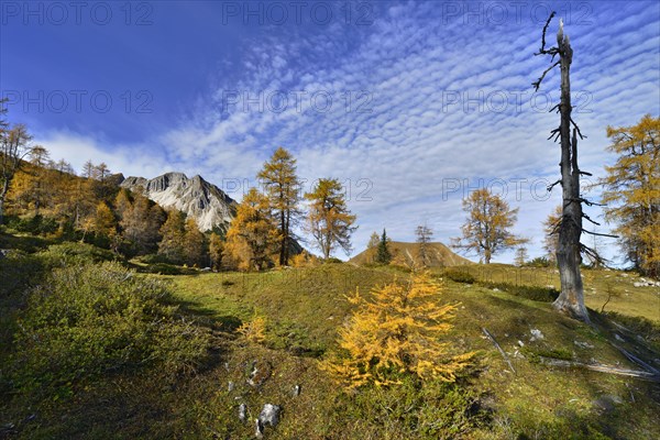 Larch forest (Larix decidua)