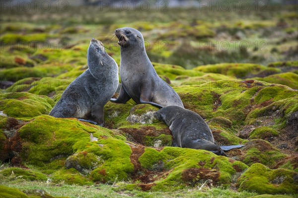 Antarctic Fur Seals (Arctocephalus gazella) fighting for a site