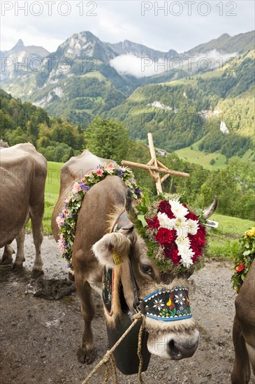 Decorated cow wearing a cross