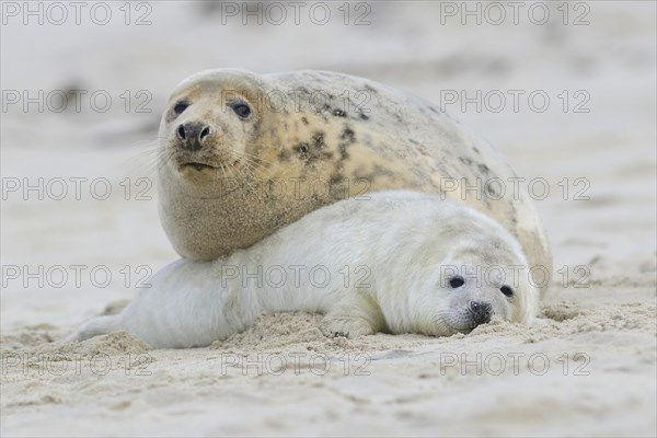 Grey Seals (Halichoerus grypus)