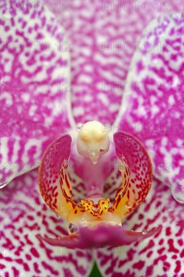 Moth Orchid (Phalaenopsis spp.)