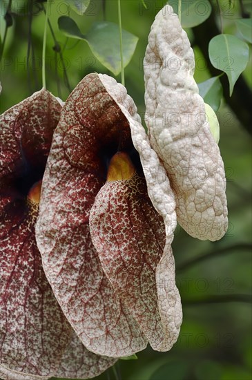 Giant Pelican Flower (Aristolochia gigantea)