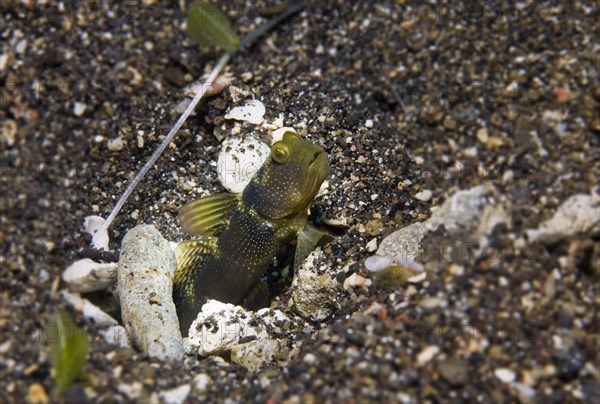 Yellow Shrimp-goby or Yellow Prawn-goby (Cryptocentrus cinctus)