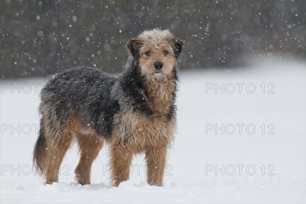 Bosnian Coarse-haired Hound