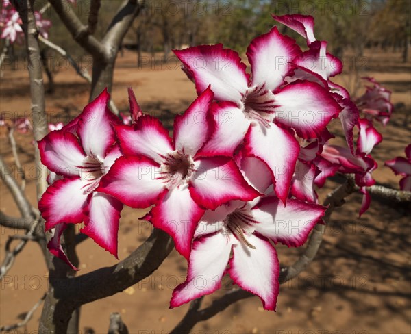 Impala Lily (Adenium multiflorum)