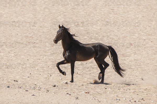 Wild horse in the Namib Desert