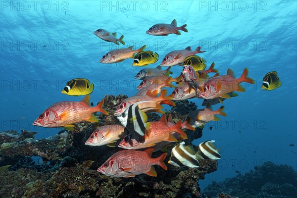 Shoal of Sabre Squirrelfish