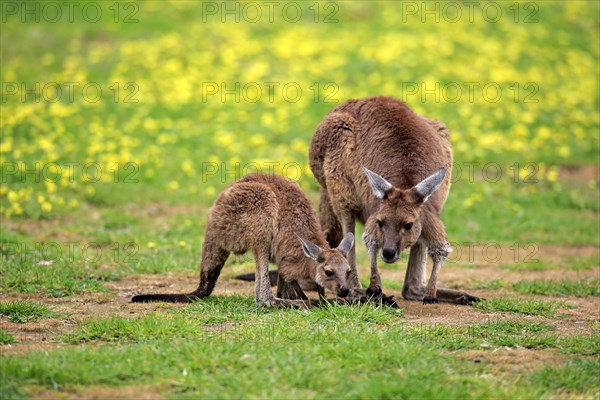 Kangaroo Island Kangaroos (Macropus fuliginosus fuliginosus)