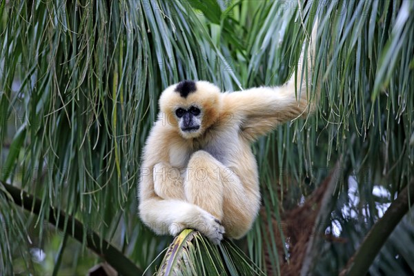 Northern White-cheeked Gibbon (Nomascus leucogenys)